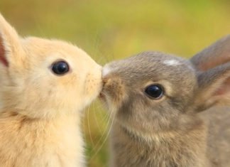 Masacre de conejos en una granja de Barcelona ante el ataque de «animalistas» que intentaban liberar a los mamíferos «de su estrés»