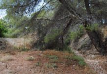 La falta de limpieza en los cauces es la clave en la tragedia de la gota fría de estos días