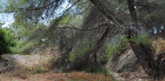 La falta de limpieza en los cauces es la clave en la tragedia de la gota fría de estos días