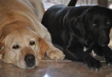 La Nucía acogerá a finales de octubre el I Campus Nacional de Protección Animal