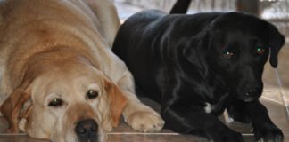 La Nucía acogerá a finales de octubre el I Campus Nacional de Protección Animal