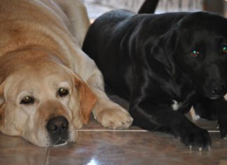 La Nucía acogerá a finales de octubre el I Campus Nacional de Protección Animal