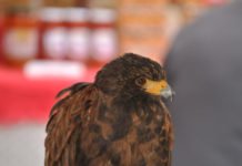 La Consellería de Emergencia Climática apuesta por la conservación de la fauna silvestre más cercana en la Comunidad Valenciana