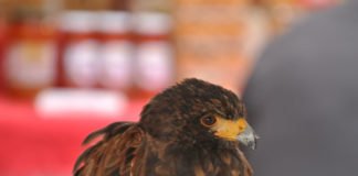 La Consellería de Emergencia Climática apuesta por la conservación de la fauna silvestre más cercana en la Comunidad Valenciana