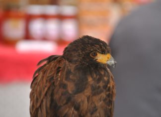 La Consellería de Emergencia Climática apuesta por la conservación de la fauna silvestre más cercana en la Comunidad Valenciana