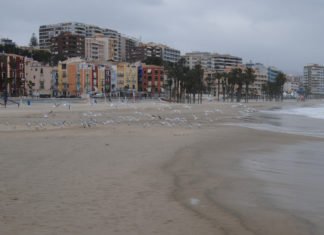 El Partido Popular de Villajoyosa destapa las miserias del tripartito gobernante a costa de las banderas azules de sus playas