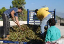 La Generalitat pretende unir a los agricultores valencianos a través de un «lobby» en defensa del campo que tiene abandonado con sus nefastas políticas agrícolas