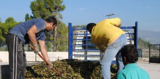 La Generalitat pretende unir a los agricultores valencianos a través de un «lobby» en defensa del campo que tiene abandonado con sus nefastas políticas agrícolas