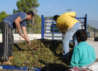 La Generalitat pretende unir a los agricultores valencianos a través de un «lobby» en defensa del campo que tiene abandonado con sus nefastas políticas agrícolas