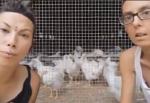 «Los gallos violan a las gallinas, lo vivimos a diario en el refugio» «Hay mucha gente que quiere ser vegana por nosotras»