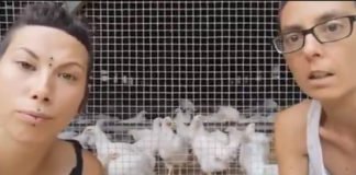 «Los gallos violan a las gallinas, lo vivimos a diario en el refugio» «Hay mucha gente que quiere ser vegana por nosotras»