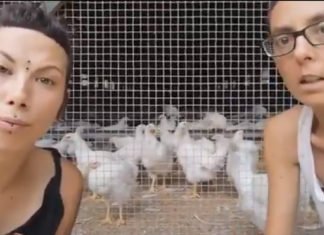 «Los gallos violan a las gallinas, lo vivimos a diario en el refugio» «Hay mucha gente que quiere ser vegana por nosotras»