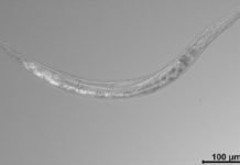 La Auanema sp, es un gusano de otro mundo, tiene tres sexos y vive en un lago tóxico