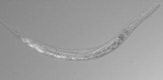 La Auanema sp, es un gusano de otro mundo, tiene tres sexos y vive en un lago tóxico