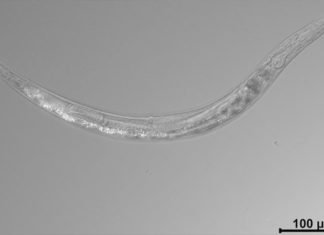 La Auanema sp, es un gusano de otro mundo, tiene tres sexos y vive en un lago tóxico