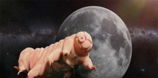 Miles de Tardígrados fueron esparcidos en la Luna tras misión fallida.