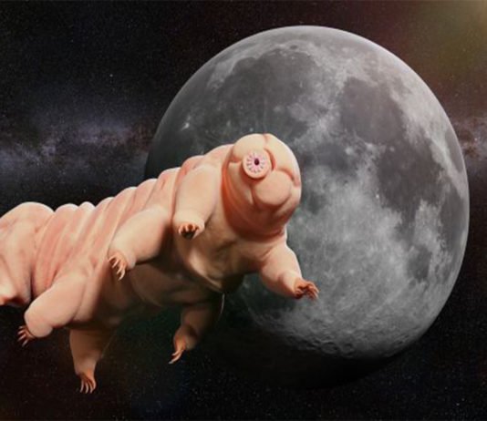 Miles de Tardígrados fueron esparcidos en la Luna tras misión fallida.