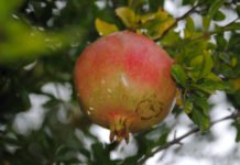 Hay que comer granadas, una fruta de temporada con propiedades anticancerígenas