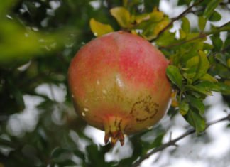 Hay que comer granadas, una fruta de temporada con propiedades anticancerígenas
