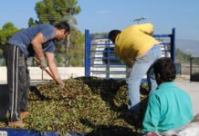 La subida injustificada de los seguros agrarios enfrenta a políticos y agricultores valencianos
