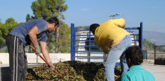 La subida injustificada de los seguros agrarios enfrenta a políticos y agricultores valencianos