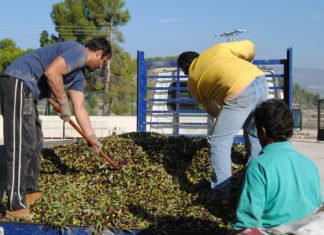 La subida injustificada de los seguros agrarios enfrenta a políticos y agricultores valencianos