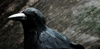 10 videojuegos para pasarlo de «miedo» en la noche de Halloween