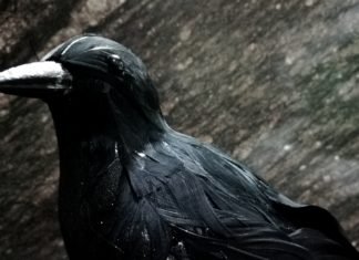 10 videojuegos para pasarlo de «miedo» en la noche de Halloween