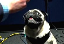 El doblaje de Gyoza en Halo Infinite