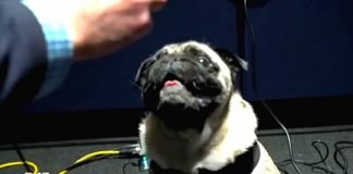 El doblaje de Gyoza en Halo Infinite