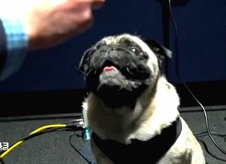 El doblaje de Gyoza en Halo Infinite