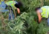 Desmantelan un cultivo de marihuana de 250 plantas en el jardín de una vivienda junto a un colegio