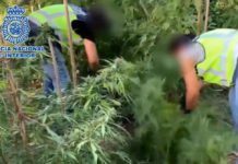 Desmantelan un cultivo de marihuana de 250 plantas en el jardín de una vivienda junto a un colegio