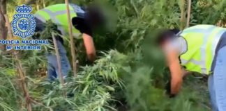 Desmantelan un cultivo de marihuana de 250 plantas en el jardín de una vivienda junto a un colegio