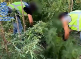 Desmantelan un cultivo de marihuana de 250 plantas en el jardín de una vivienda junto a un colegio