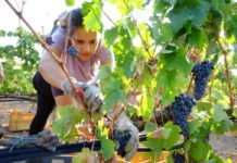 Castilla-La Mancha aprueba esta semana el Estatuto de la Mujer Rural que multiplicará la presencia femenina en cooperativas y organismos