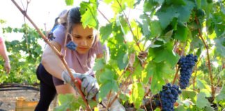 Castilla-La Mancha aprueba esta semana el Estatuto de la Mujer Rural que multiplicará la presencia femenina en cooperativas y organismos