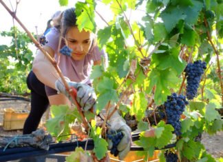 Castilla-La Mancha aprueba esta semana el Estatuto de la Mujer Rural que multiplicará la presencia femenina en cooperativas y organismos