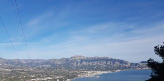 Altea pone en marcha la lucha contra la peligrosa procesionaria de los pinos a través de endoterapia