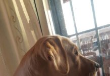 Alicante ya dispone de una ordenanza fiscal reguladora de los animales domésticos