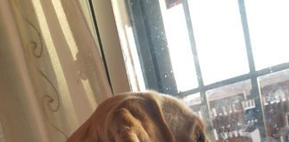 Alicante ya dispone de una ordenanza fiscal reguladora de los animales domésticos