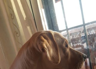 Alicante ya dispone de una ordenanza fiscal reguladora de los animales domésticos