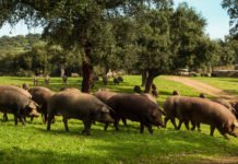 El jamón…..¿serrano o ibérico?