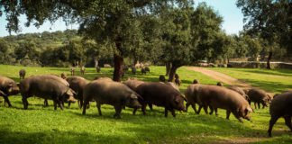 El jamón…..¿serrano o ibérico?