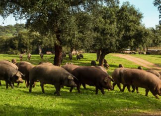 El jamón…..¿serrano o ibérico?