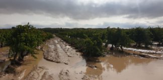 Ximo Puig dice que luchará para poder dar 20.000.000 de euros a los agricultores afectados por la gota fría de septiembre
