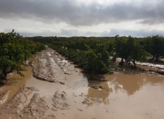 Ximo Puig dice que luchará para poder dar 20.000.000 de euros a los agricultores afectados por la gota fría de septiembre
