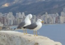 El rodillo del PP en Benidorm rechaza todas las propuestas presupuestarias de Ciudadanos en su Ayuntamiento