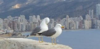 El rodillo del PP en Benidorm rechaza todas las propuestas presupuestarias de Ciudadanos en su Ayuntamiento
