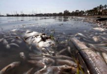 Murcia busca unidad política y social para recuperar el Mar Menor como patrimonio de la región y de España